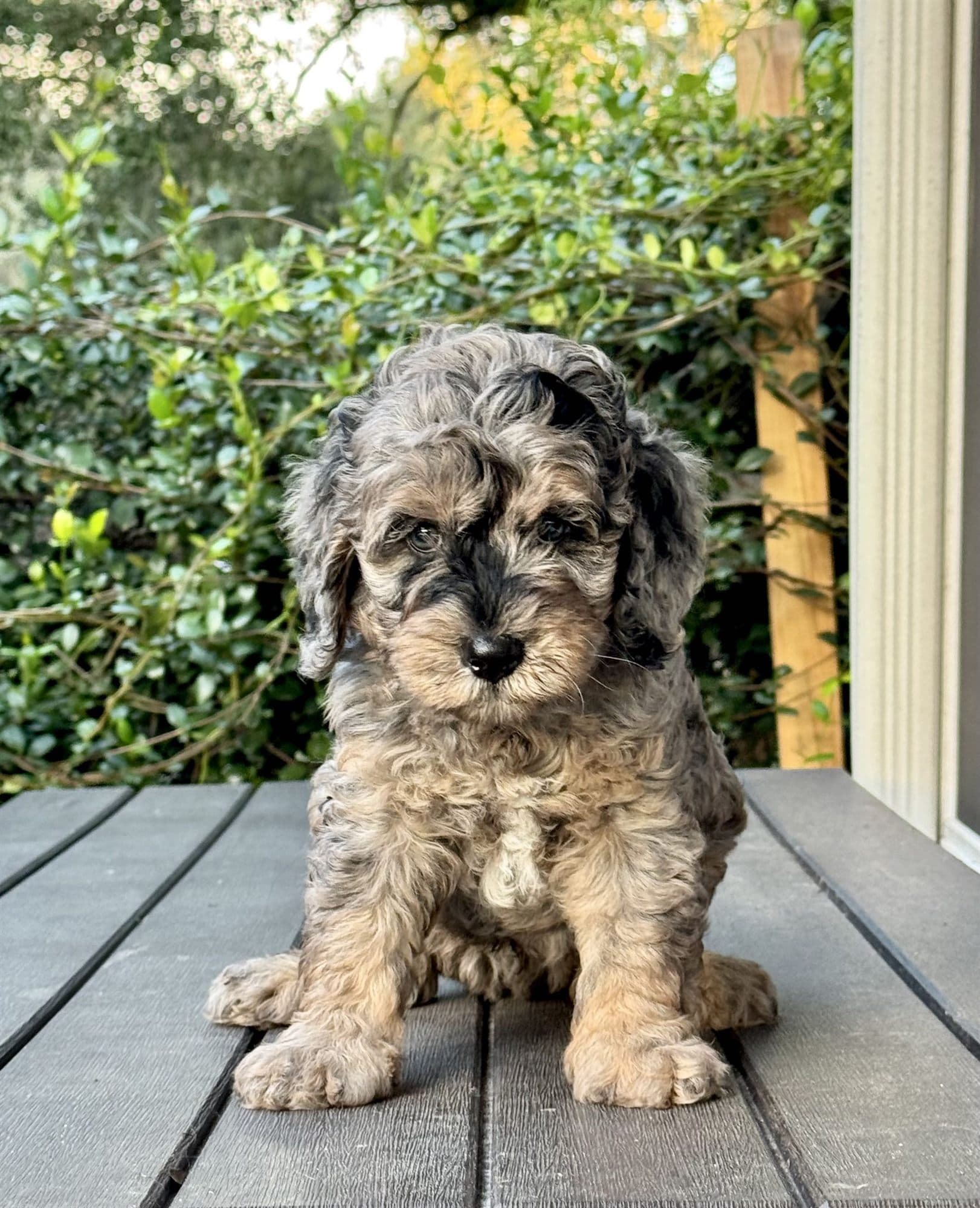 A blue merle Bernedoodle puppy sitting on the porch boards