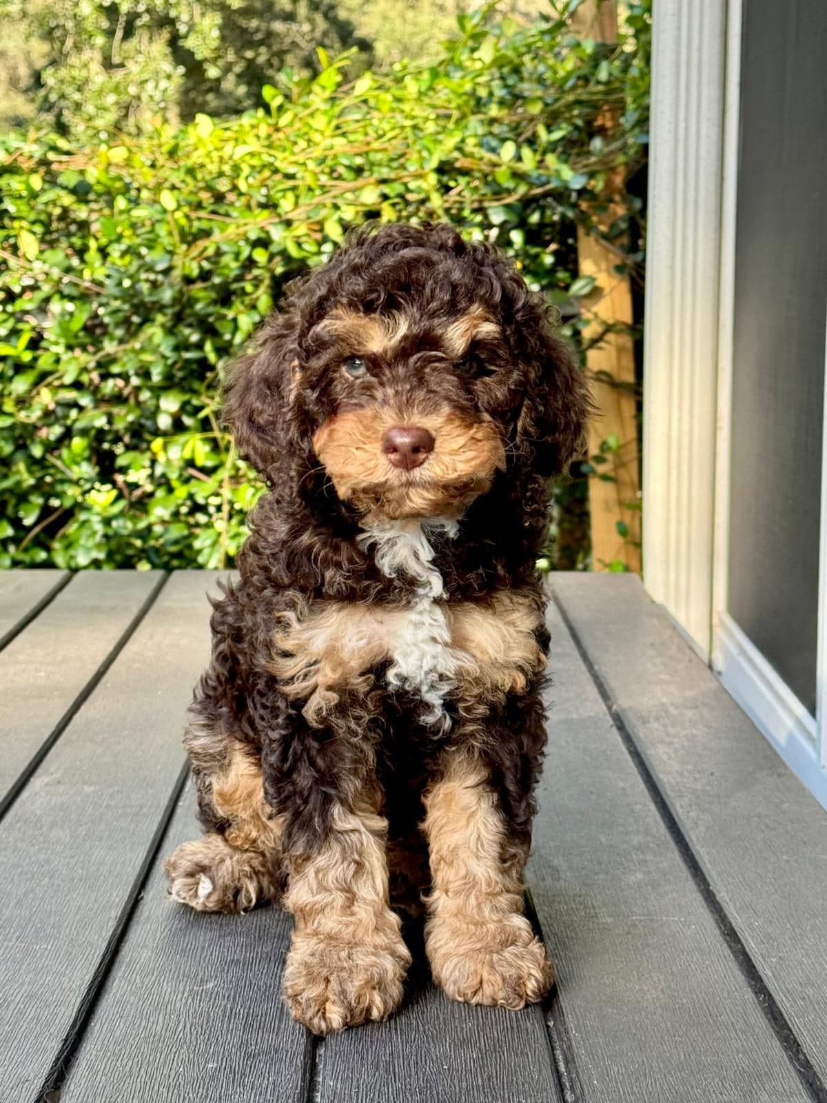 A chocolate and tan Bernedoodle puppy sitting on the porch boards