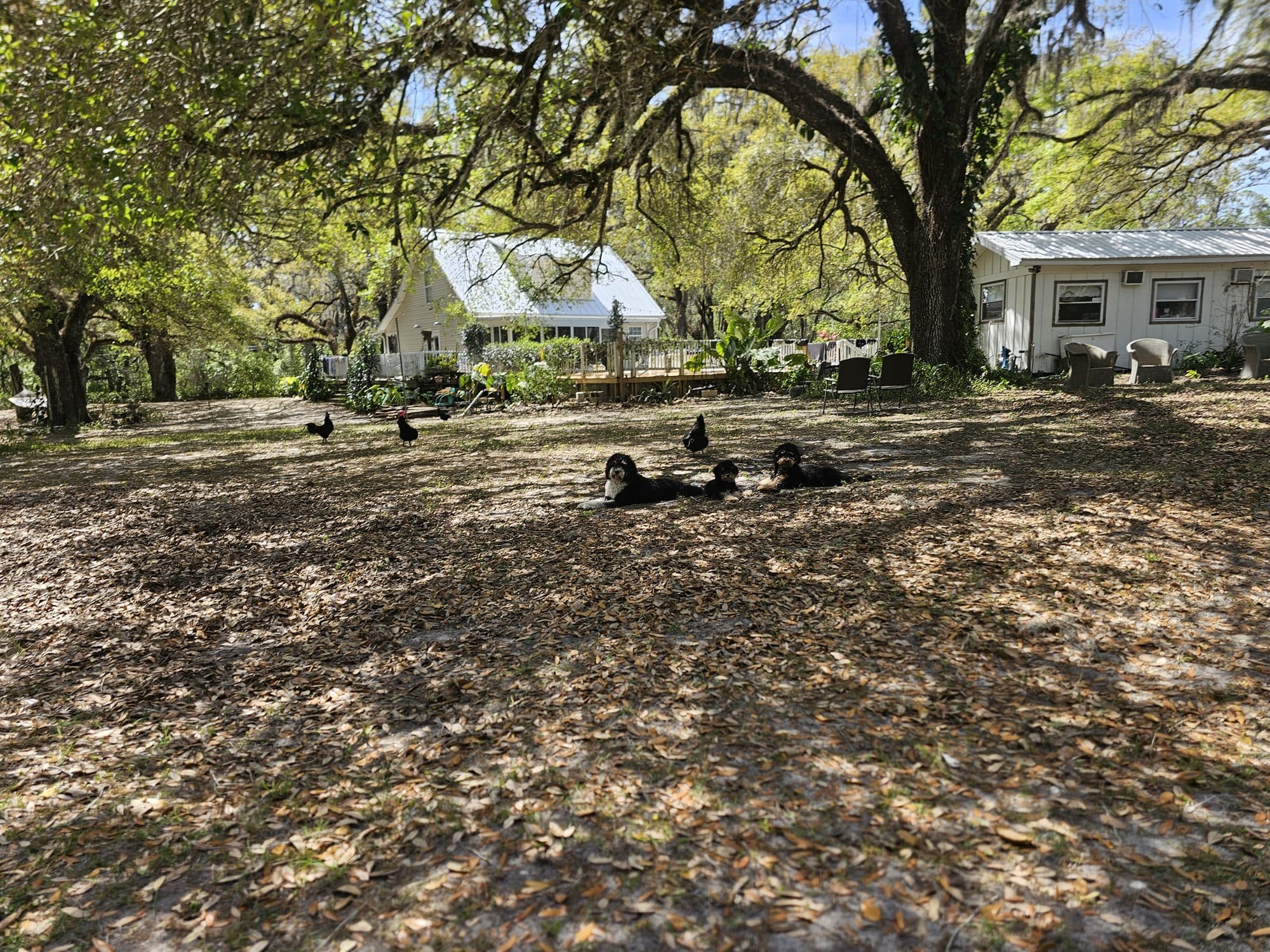 Three doodles lying in the leaf litter with hens foraging nearby, under the live oaks