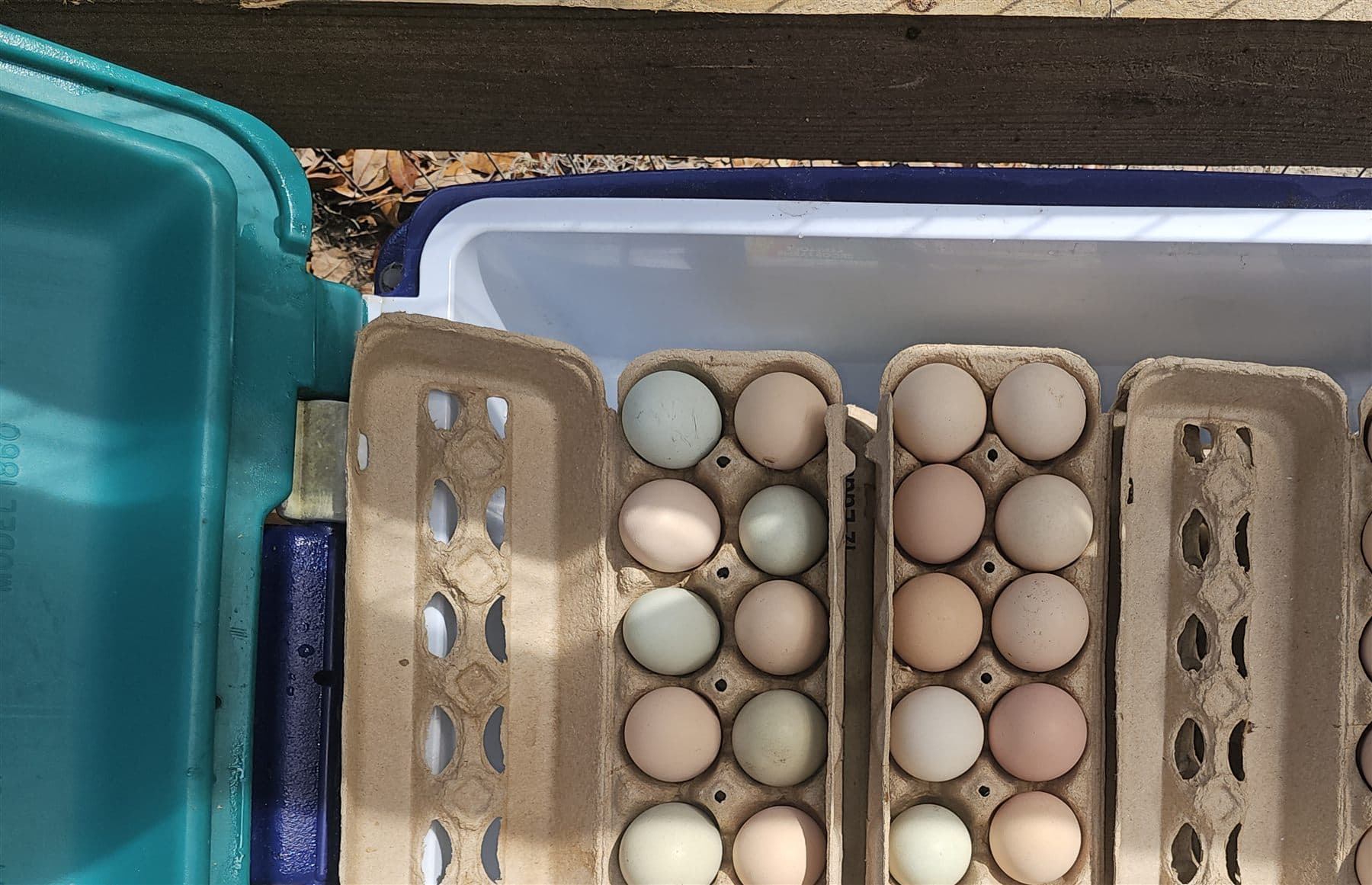 Cartons of blue, cream, pink and brown eggs packed into a cooler by the gate
