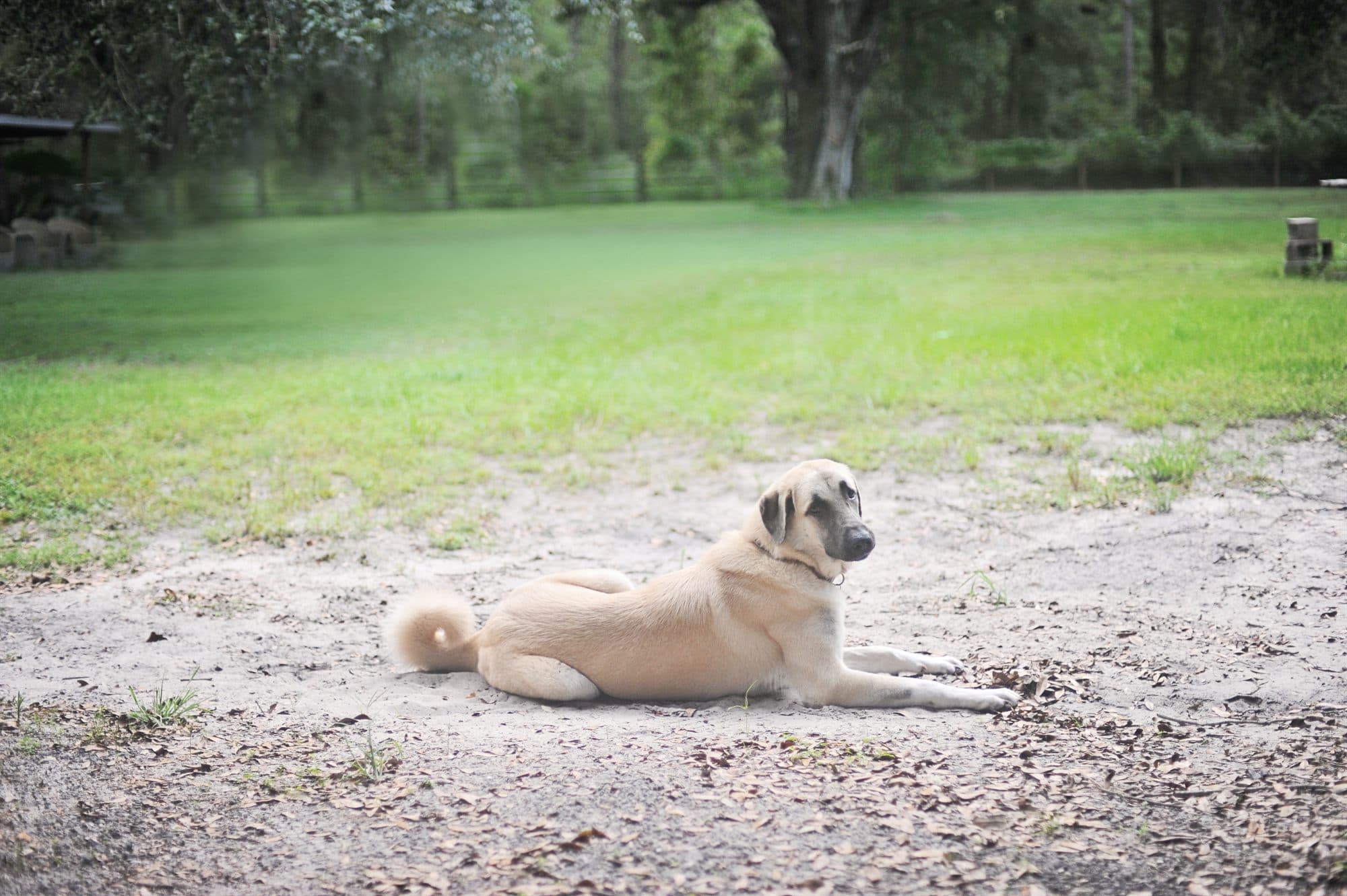 Zora, a livestock guardian dog, lying on the sand path with pasture and a fence line behind her