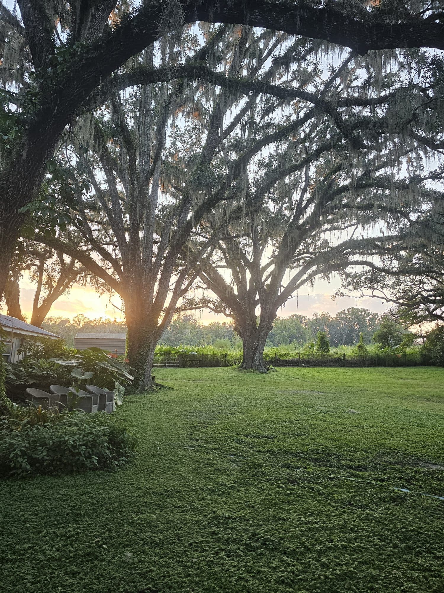 Two enormous live oaks hung with curtains of Spanish moss, the sun dropping between their trunks over mown grass