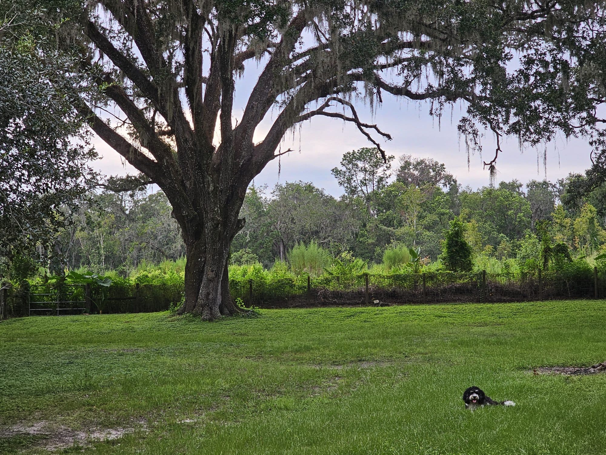 One enormous live oak hung with Spanish moss at the edge of green pasture, a doodle lying in the grass