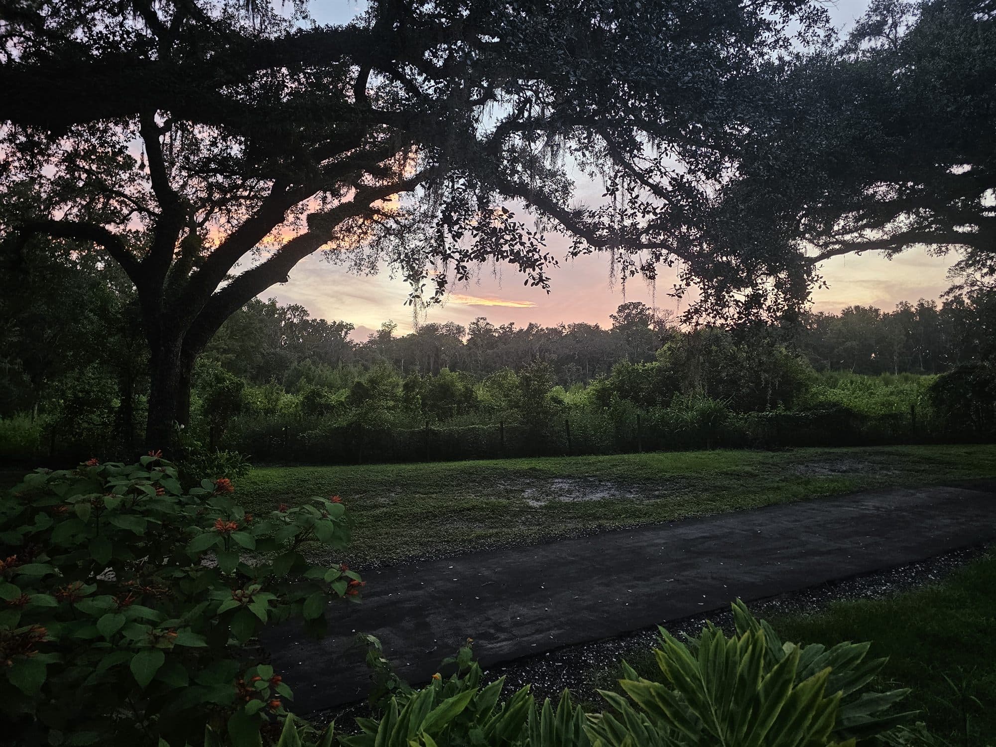 Live oak limbs arching in from both sides over a salmon and lilac sunset along the treeline