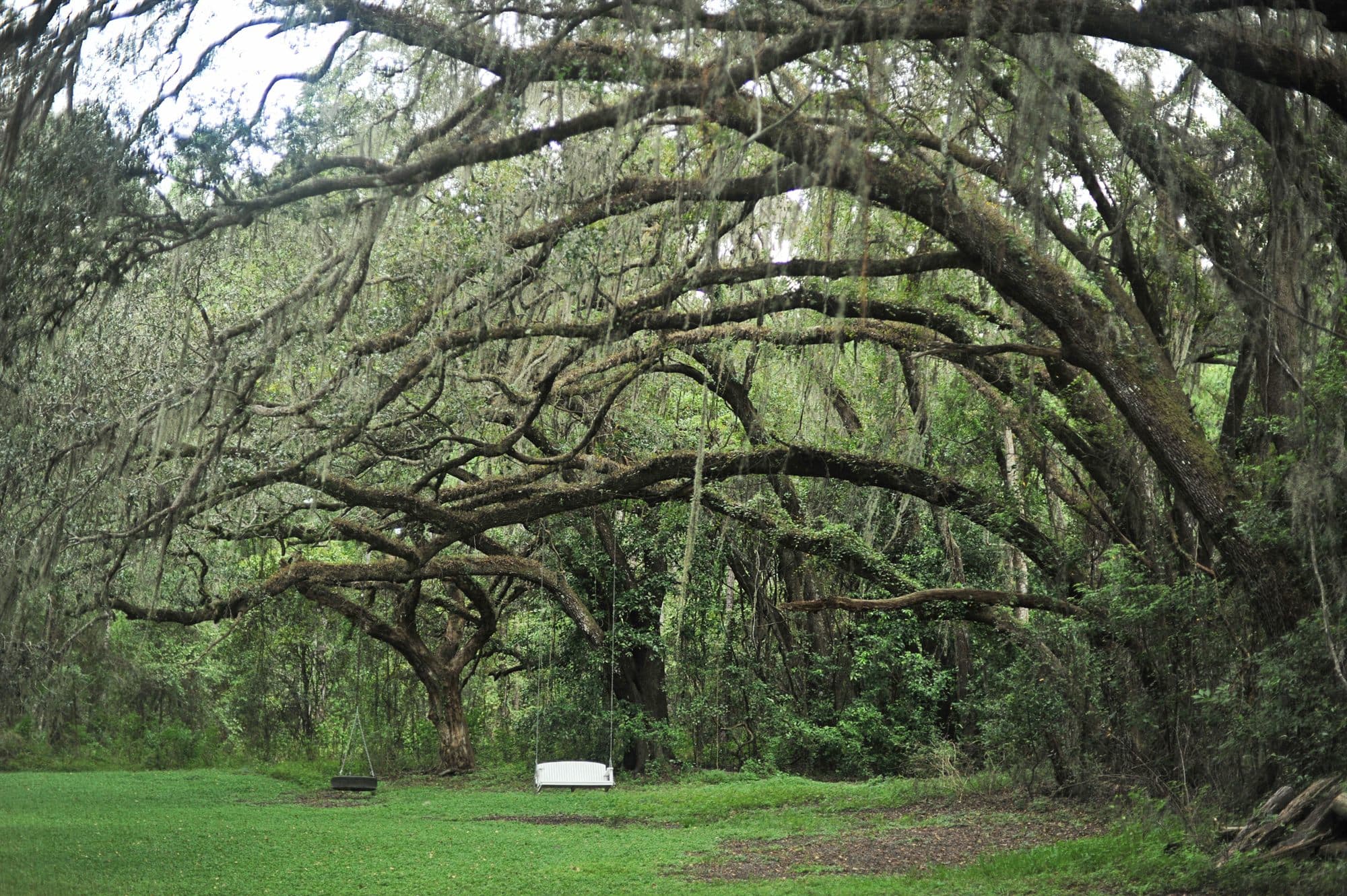 A white porch swing and a tire swing hanging under a vast live oak hung with Spanish moss